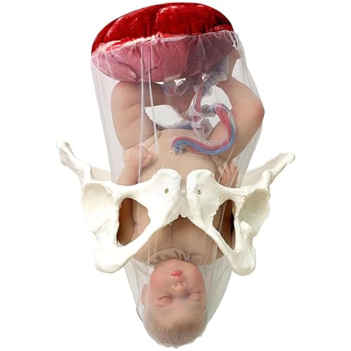 Weibliches Geburtsmodell Weibliches geburtshilfliches Beckenmodell Hebammen Trainingsmodell Hüftmodell Fötus mit Puppe/Nabelschnur/Amnion/Plazenta/Becken von QZYGWCS