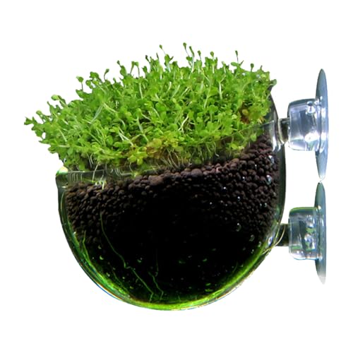 Qfdiwr Aquatisches Pflanzgefäß für Aquarien, Halterung für Aquarien, Wasserbecher aus Glas, Aquarium-Pflanzgefäß, Halterung für Aquarien, Futterstation mit Schrauben, rot, glatt und klar, Saugnapf von Qfdiwr