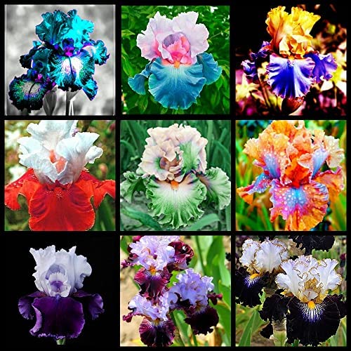 3x Iris Bulbi, sibirische Iride, blanke Wurzelpflanzen, Iris, schöne Blumenform und kräftige Farben gemischt von Qhaitang