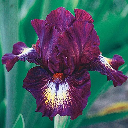 Iris Barbuto-Blume - Iris Blume Courtyard Charm Mode Schönes Zuhause Garten Specie Rare von Qhaitang