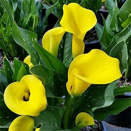 Riesenzwiebeln | Calla Mix | Blumenzwiebeln mit Sommerblüte | Balkon und Garten von Qhaitang