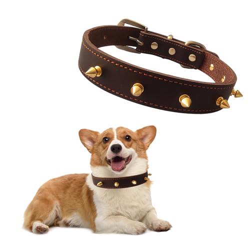 Qianruida Hundehalsband aus Leder mit Nieten, Spiked Halsband für Hunde und Katzen, Anti-Biss Verstellbares Individualitätshalsband für mittlere Größe, Pit-Bull, Englische Bulldogge, M von QianRuiDa