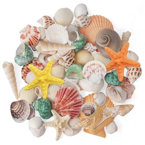 Qiblaou Muscheln Gemischt 200g Gemischte Ozean-Muscheln 2 – 8 cm Verschiedene Größen Strand Muscheln und Seesterne, Geeignet zum Füllen von Aquarien, für Strandpartys, DIY-Dekoration Qiblaou Muscheln Gemischt 200g Gemischte Ozean-Muscheln 2 – 8 cm Verschiedene Größen Strand Muscheln und Seesterne, Geeignet zum Füllen von Aquarien, für Strandpartys, DIY-Dekoration von Qiblaou