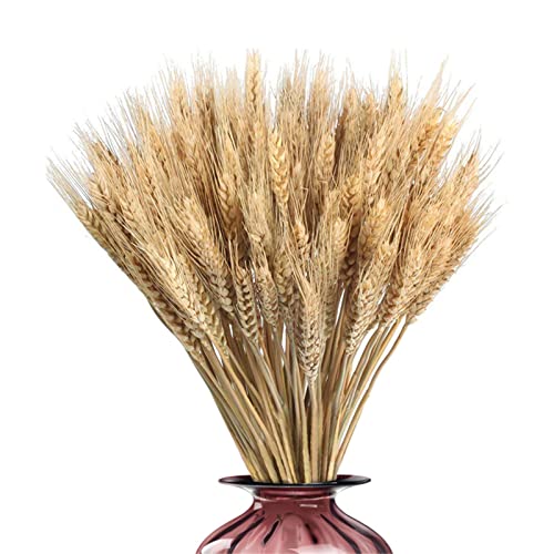 Qikam 100 Getrocknete Blumen Weizen Natürliche Trockenblumen Deko Getrocknete Weizen Blumen Für Hochzeit Mittelstücke, Goldene Natürliche Getrocknete Weizengras Bouquet Getrocknete Weizengarben von Qikam