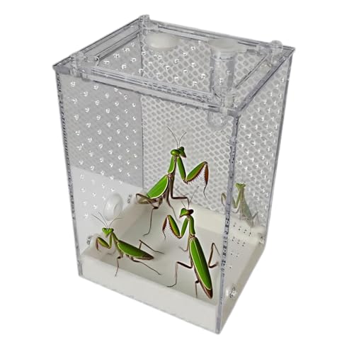 Kleines Terrarium Für Reptilien | Durchsichtige Beobachtungsbox für Käfer,Abnehmbares Zuchthabitat Für Gottesanbeterin Skorpion Ameise Heimchen Schabe Haus Unterricht von Qizeroty