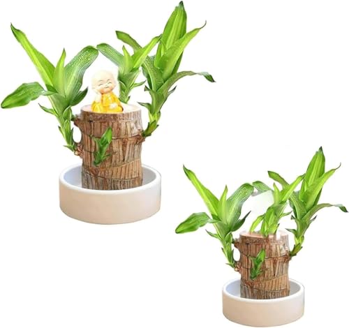 Mini Brazilian Lucky Wood hydroponic Plant For You Live House Plant Collection,Hydroponic Tree Stump Desktop Plants in Brazilian Wood air Purifying Stump Plants. (Mixed 2pcs) von Qklovni