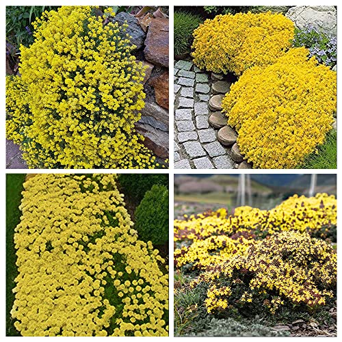 10000+ Stück Gelb Kriechender Thymian Samen für Pflanzung Sandthymian - Heirloom Thymian Pflanze Bodendecker leicht zu pflanzen - offen bestäubt von QuWanSU