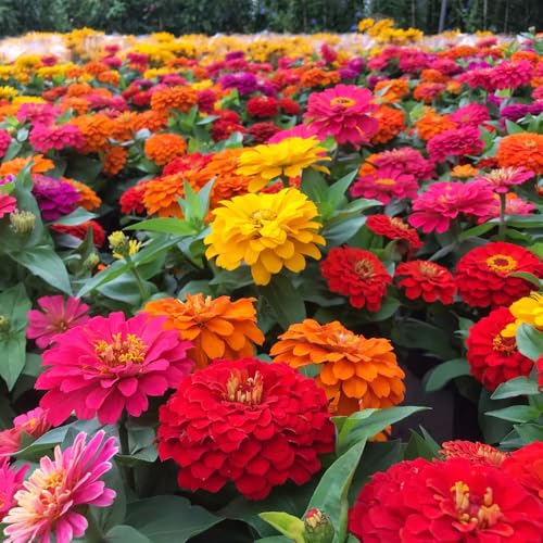 1000pcs Mixen Zinnia Samen, Blumen Pflanzen Für Die Bepflanzung Im Freien, Open Pollinated Und Hohe Keimfähigkeit Zinnia, Anfängerfreundlich (Heirloom) von QuWanSU