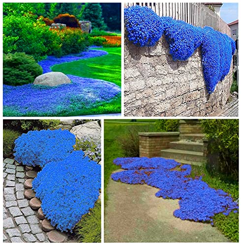 20000+ Stück Blauer Kriechender Thymian Samen für Pflanzung Thymus Serpyllum - Heirloom Kriechender Thymian Samen Bodendecker leicht zu pflanzen - offen bestäubt von QuWanSU