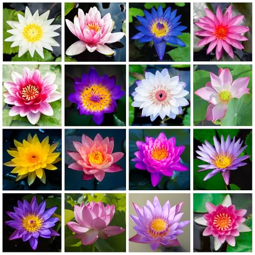 40 Stück Gemischte Lotusblume Samen, Nicht-GVO Lotus-Samen für die Bepflanzung, hohe Keimung Rate Seerose Samen für die Bepflanzung Haus, Garten, Innen, Außen von QuWanSU