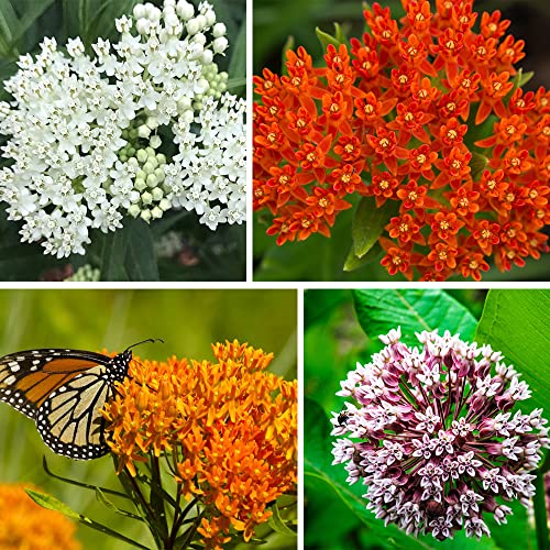 800+ Stück Seidenpflanzen Samen für Monarch-Schmetterlinge Erbstück Nicht-GVO Unbehandelte Schmetterlingsblütler-Samen zum Anpflanzen Zuhause Garten von QuWanSU