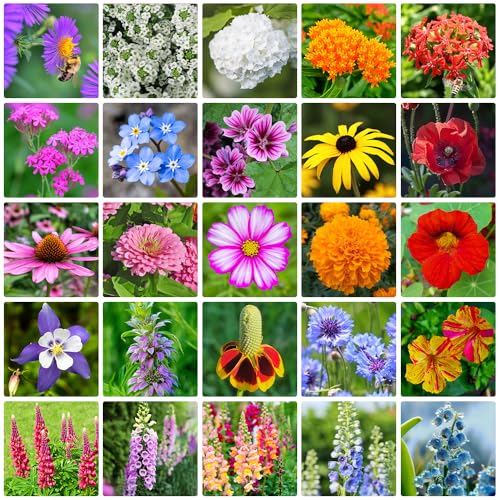 Mix Blumen Samen Set, Wildblumensamen Mehrjährig Winterhart, für Den Garten oder Balkon, Die Bienenweide und Wildblumenwiese Blumenwiese Samen von QuWanSU