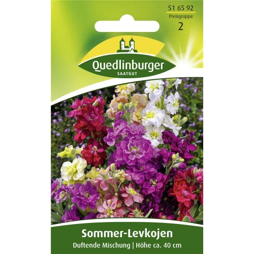 Sommer-Levkojen, Frühe hohe Mischung von Quedlinburger SAATGUT