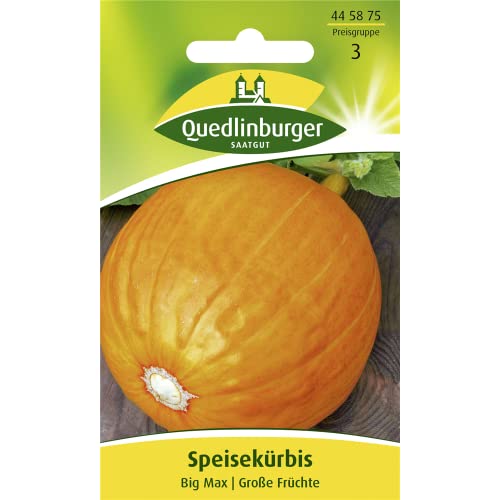 Speisekürbis, Big Max Speisekürbis, Big Max von Quedlinburger SAATGUT