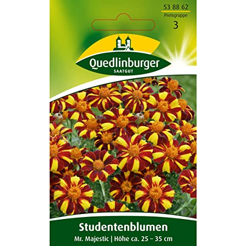Studentenblume, Mr. Majestic von Quedlinburger
