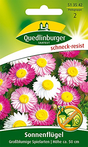 Sonnenflügel Großblumige Spielarten von Quedlinburger Saatgut von Quedlinburger