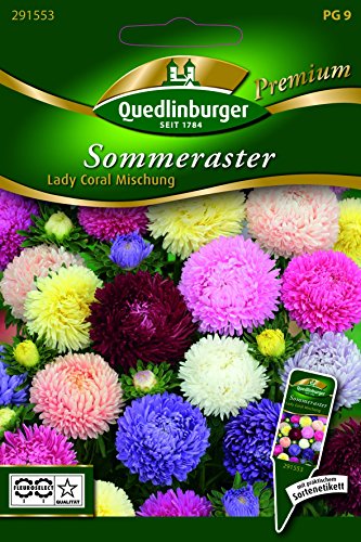 Astern Sommer- Lady Coral Misc - Callistephus chinesis QLB Premium Saatgut Blumen einjährig von Quedlinburger