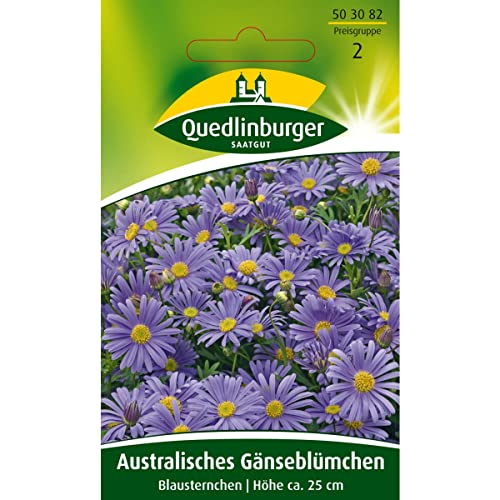 Australisches Gänseblümchen, Blausternchen Australisches Gänseblümchen, Blausternchen von Quedlinburger