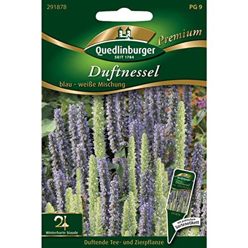 Duftnessel, blau - weiße Mischung Duftnessel, blau - weiße Mischung von Quedlinburger SAATGUT
