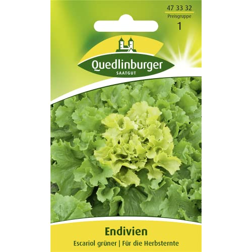 Endivie, Escariol grüner von Quedlinburger