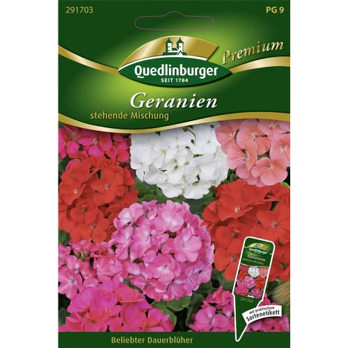 Geranien, stehende Mischung von Quedlinburger