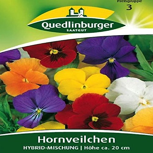 Hornveilchen Mischung | Höhe ca. 20 cm (Viola cornuta) Mai – September im 2. Jahr- von Quedlinburger