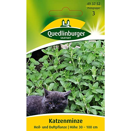 Katzenminze von Quedlinburger