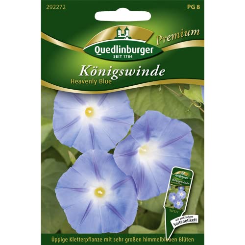 Königswinde, Heavenly blue von Quedlinburger