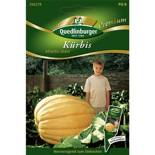 Kürbis, Atlantic Giant Kürbis, Atlantic Giant von Quedlinburger SAATGUT