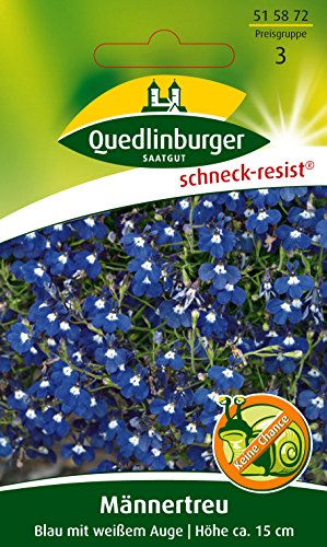 Blau mit weißem Auge, Männertreu von Quedlinburger