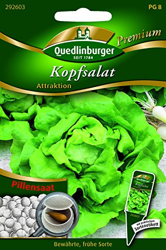 Pille Salat Kopf- Attraktion QLB Premium Saatgut Salate von Quedlinburger