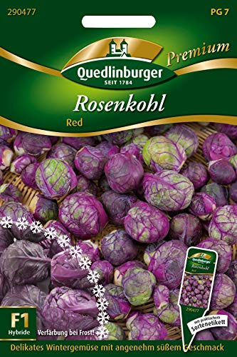 Quedlinburger 290477 Rosenkohl Redarling (Rosenkohlsamen) von Quedlinburger