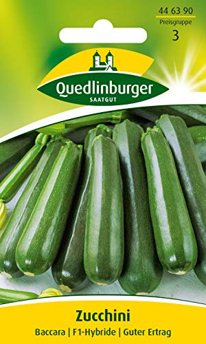 Quedlinburger 446390 Zucchini Baccara (Zucchinisamen) von Quedlinburger