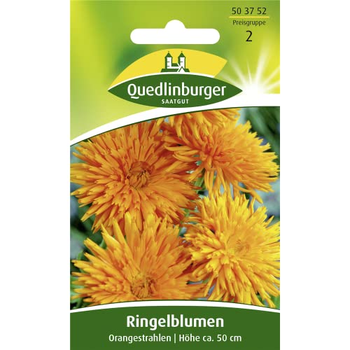 Ringelblume, Orangestrahlen von Quedlinburger