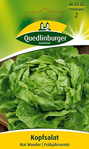 Salatsamen - Kopfsalat Mai Wunder von Quedlinburger Saatgut von Quedlinburger