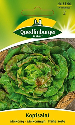 Salatsamen - Kopfsalat Maikönig von Quedlinburger Saatgut von Quedlinburger