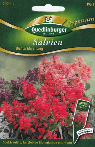 Salvien, Bunte Mischung von Quedlinburger