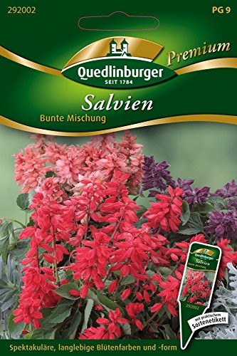 Salvien Bunte Mischung von Quedlinburger Saatgut von Quedlinburger
