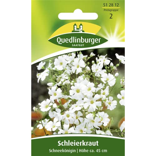 Quedlinburger Saatgut Schleierkraut, Schneekönigin Samen von Quedlinburger