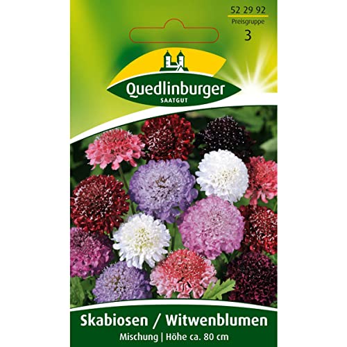 Skabiose, Witwenblume von Quedlinburger