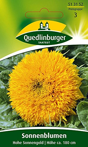 Sonnenblume Hohe Sonnengold von Quedlinburger Saatgut von Quedlinburger