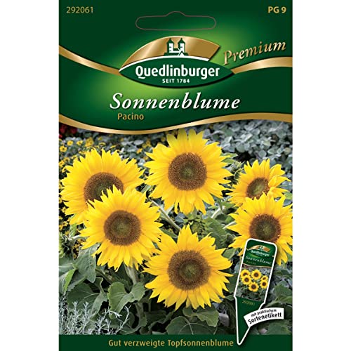 Sonnenblumen, Pacino von Quedlinburger