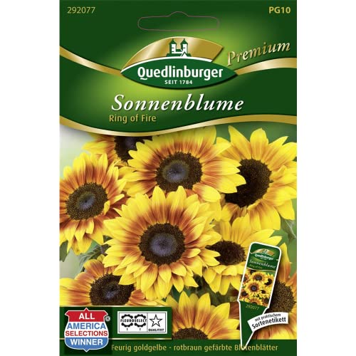 Sonnenblumen, Ring of fire von Quedlinburger