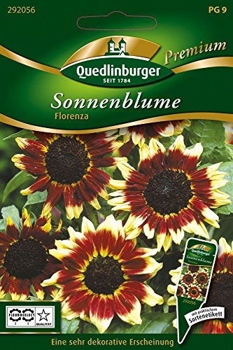 Sonnenblumen Florenza von Quedlinburger Saatgut von Quedlinburger