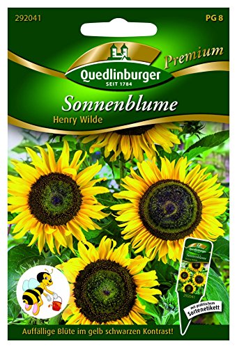 Sonnenblumen Henry Wilde QLB Premium Saatgut Sonnenblumen von Quedlinburger