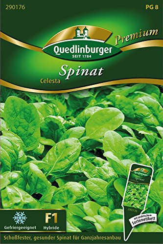 Spinat Celesta von Quedlinburger Saatgut von Quedlinburger