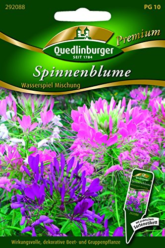 Spinnenblume Wasserspiel Misch QLB Premium Saatgut Blumenmischung von Quedlinburger