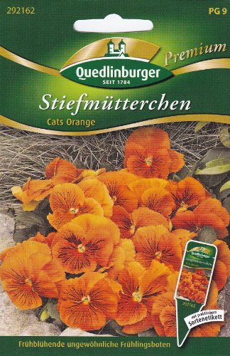 Stiefmütterchen, Cats orange von Quedlinburger