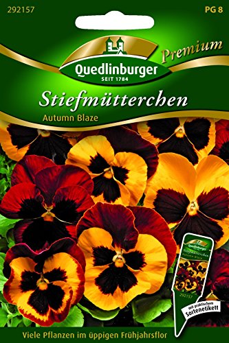Stiefmütterchen Autumn Blaze - Viola wittrockiana QLB Premium Saatgut Stiefmütterchen von Quedlinburger