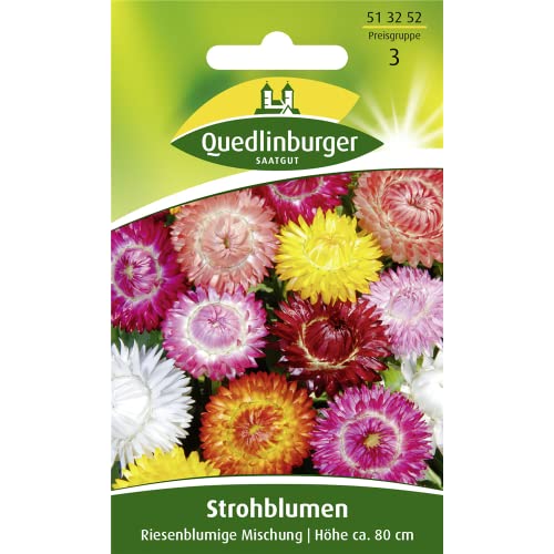 Strohblume, Riesenblumige Mischung von Quedlinburger SAATGUT